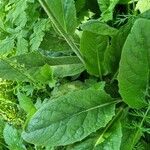Tephroseris longifolia List