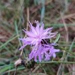 Centaurea paniculata Blomma