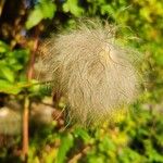 Clematis tangutica Fruct