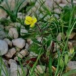 Helianthemum salicifolium Лист