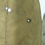 Aniba parviflora Лист