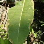 Asclepias syriaca Blatt