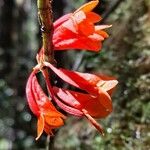 Dendrobium lawesii Blüte