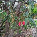 Crinodendron hookerianum Φύλλο