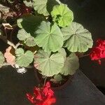 Pelargonium zonaleList