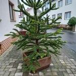 Araucaria araucana Habit