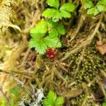 Rubus pedatus Fruct