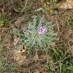 Matthiola sinuata Fiore