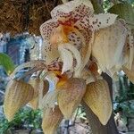 Stanhopea wardii Кветка