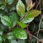 Myrica pubescens Blad