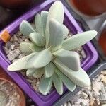 Cheiridopsis denticulata Hoja