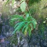 Asplenium trichomanes-ramosum অভ্যাস