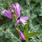 Polygala vulgaris (Fleur)