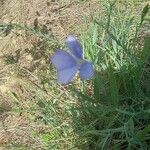 Linum leonii Çiçek
