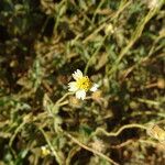 Tridax procumbens Blomst