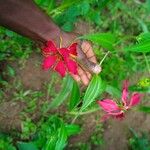 Gloriosa superbaFlower