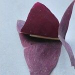 Oxalis triangularis Blatt