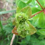 Euphorbia hyberna ফুল