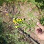 Euthamia occidentalis Flor