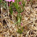 Centaurium tenuiflorum Corteza