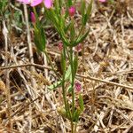 Centaurium tenuiflorum Кора