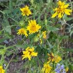 Grindelia squarrosaFlor