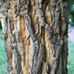 Erythrina latissima Coajă