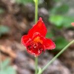 Delphinium cardinale 花