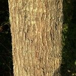 Quercus nigra Bark