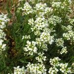 Draba incana ശീലം