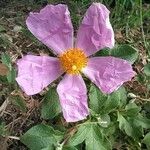 Cistus creticus Flower