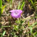 Ruellia parryi Flower