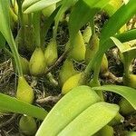 Bulbophyllum lobbii List