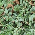 Polygonum cognatum Hoja