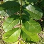 Psidium guajava Fruto