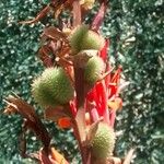 Canna indica Fruit