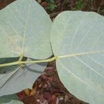 Erythrina berteroana Leaf