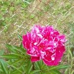 Paeonia lactifloraКвітка