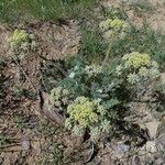 Lomatium dasycarpum Хабит