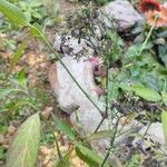 Dicliptera sexangularis 花