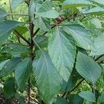 Salvia involucrata Ліст