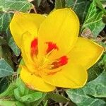 Tulipa kaufmanniana Flower