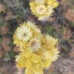 Helichrysum stoechas Fleur