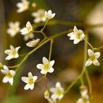 Micranthes californica Flor