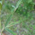 Trifolium arvense Feuille