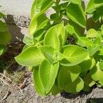 Plectranthus amboinicus Levél