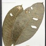 Rhigospira quadrangularis Other