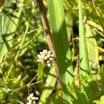 Vicia acutifolia Кветка