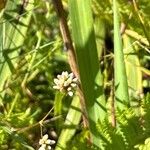 Vicia acutifolia 花