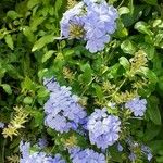 Plumbago auriculataFlower